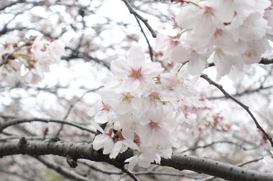 仙川平和公園 桜 開花状況