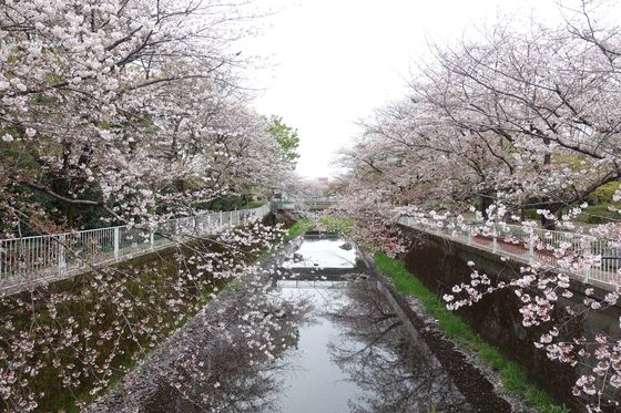 三鷹 公園 桜