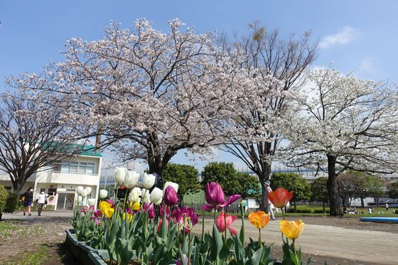 新杉田公園 桜