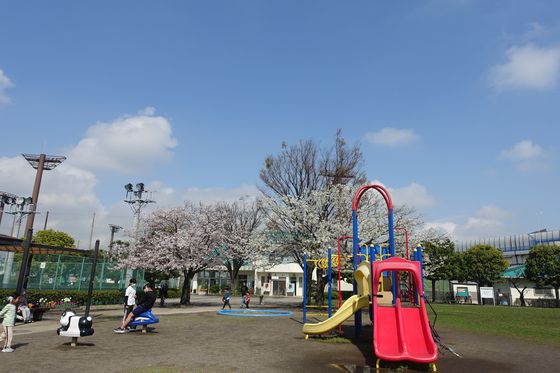 新杉田公園 春