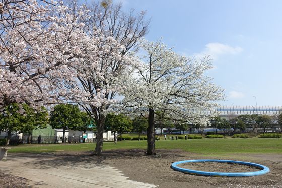 新杉田公園 お花見
