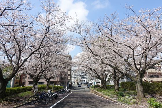 新杉田公園 桜並木