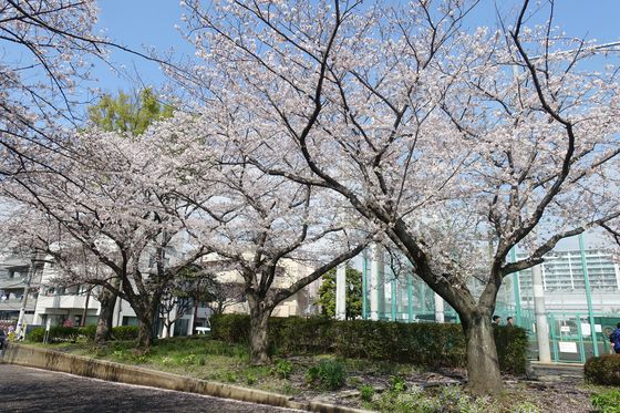 金沢区 桜並木