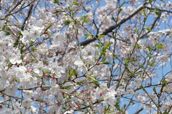 新杉田公園 桜 開花状況
