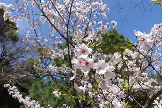 静岡浅間神社 桜 開花状況