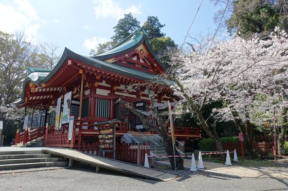 静岡浅間神社 桜