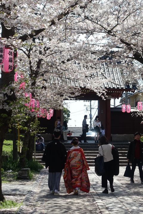 金沢区 桜並木