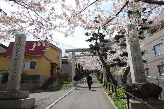 住三吉神社 桜並木
