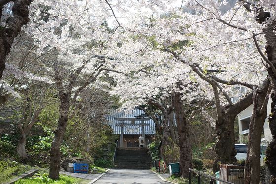 函館 桜