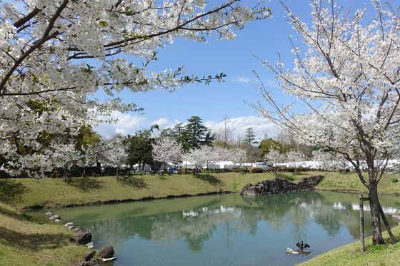 静岡 桜