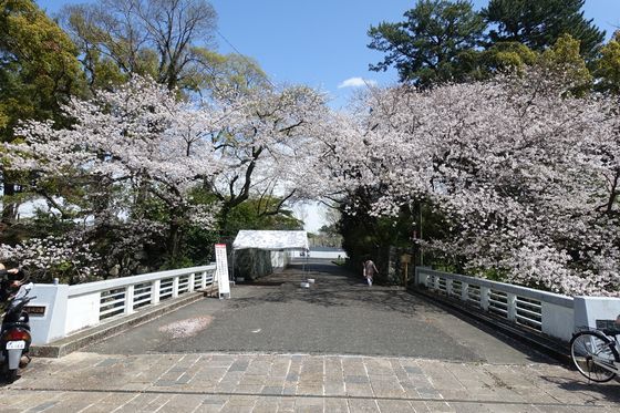 駿府城 桜