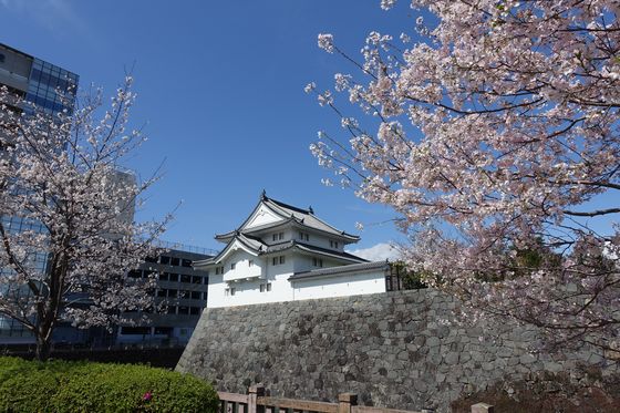 駿府城公園 桜