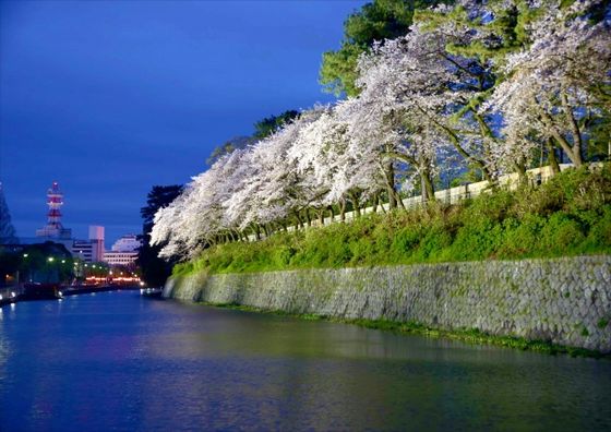 駿府城公園 夜桜