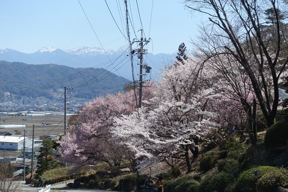 西山公園 桜