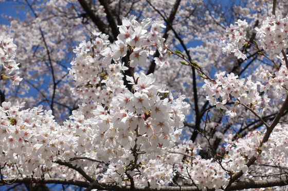 西山公園 諏訪 桜 開花状況