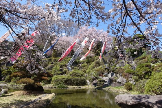 西山公園 諏訪 桜