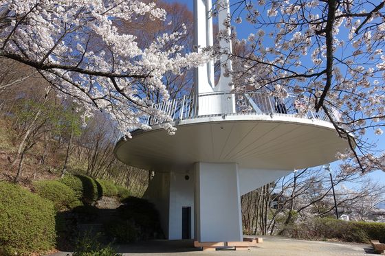 立石公園 諏訪 桜