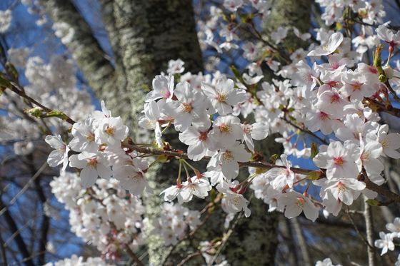 立石公園 桜 開花状況