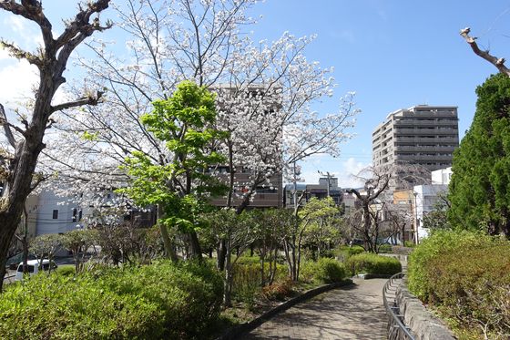 静岡 常磐公園 桜
