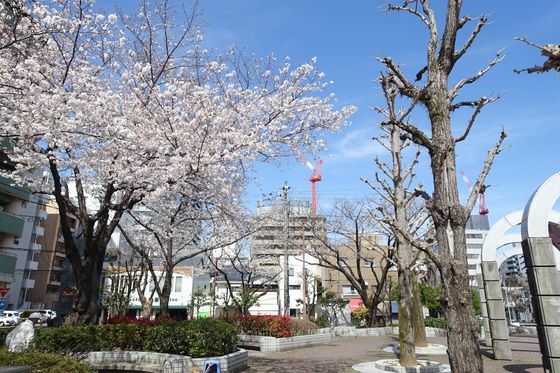 常磐公園 静岡 桜
