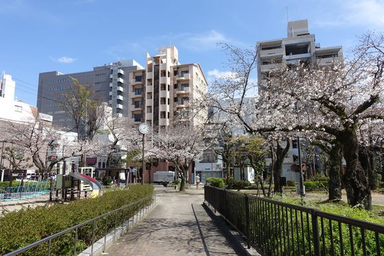 静岡 常磐公園 桜
