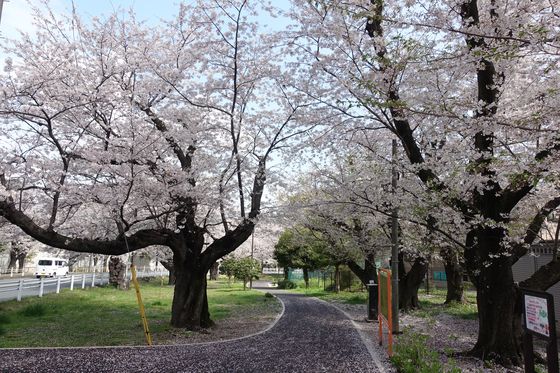 富岡総合公園 春