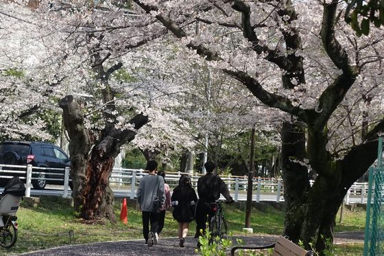 富岡総合公園 桜並木