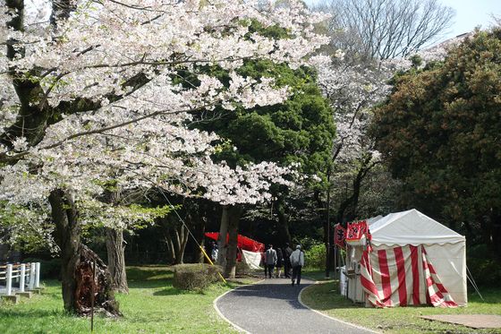 富岡総合公園 サクラ