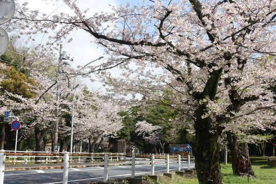 富岡総合公園 桜 見頃