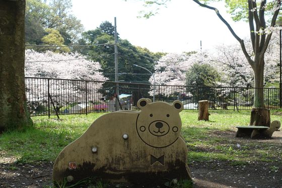 金沢区 桜