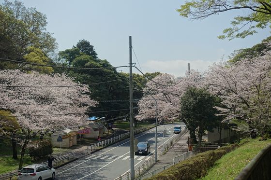 金沢区 公園 桜