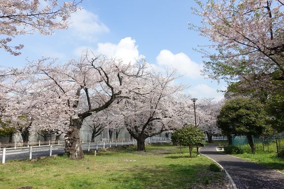 富岡総合公園 桜