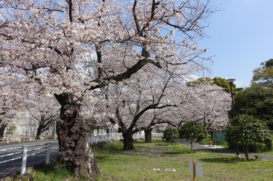 桜 富岡総合公園