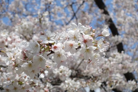 富岡総合公園 桜 開花状況