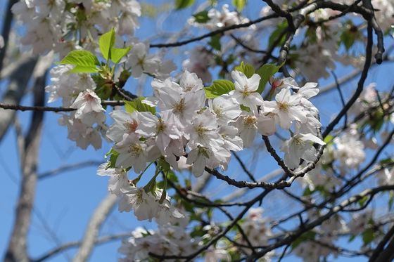 海の公園 桜 開花状況