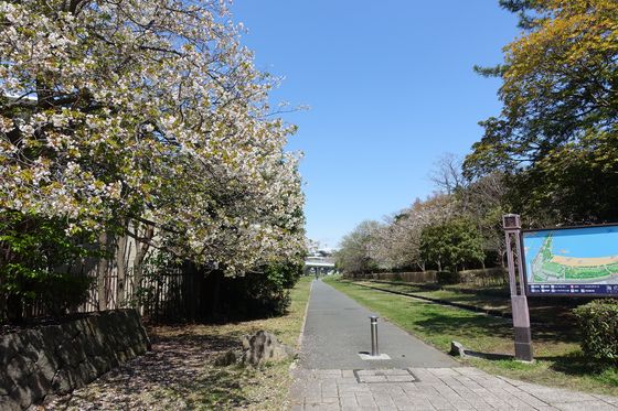 海の公園 金沢区 桜