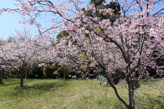 横浜 弘前城 桜