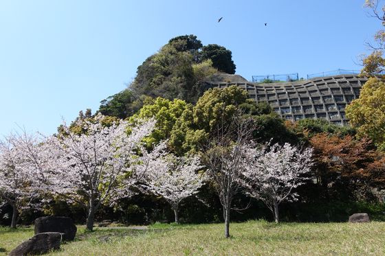弘前城 横浜 桜