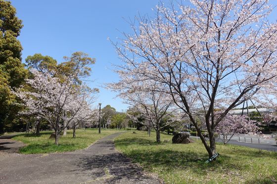 弘前城の桜 横浜