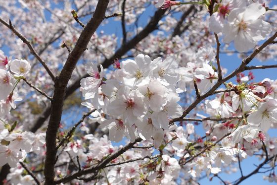 弘前城の桜 見頃 横浜