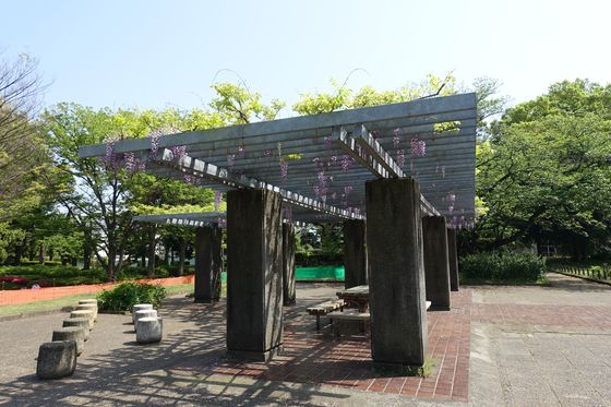 湘南台公園 藤棚
