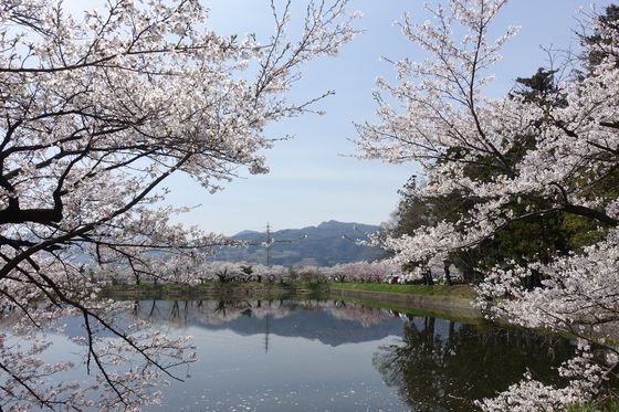 治田公園 桜