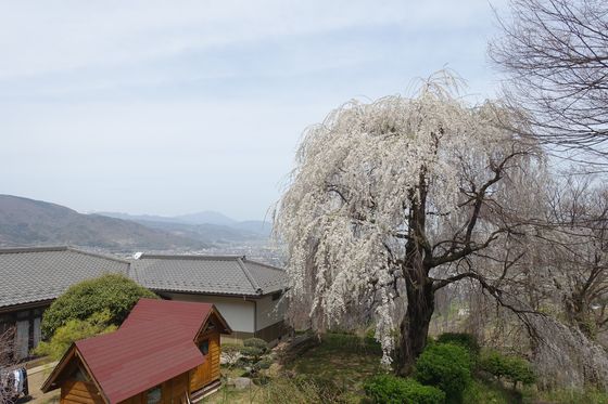 姨捨 枝垂桜