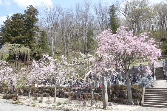 瀧水寺 桜 開花状況