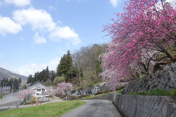 瀧水寺 糸桜
