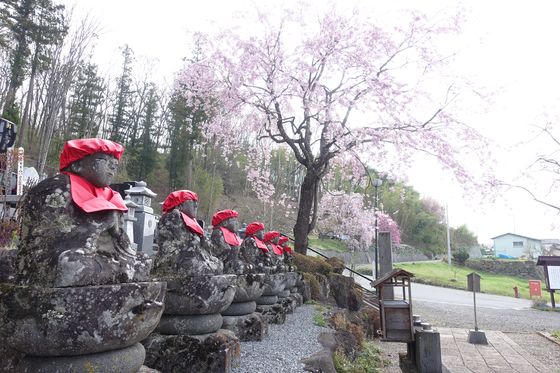 上田 瀧水寺 桜