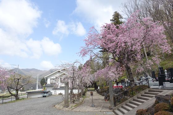 瀧水寺 上田 桜