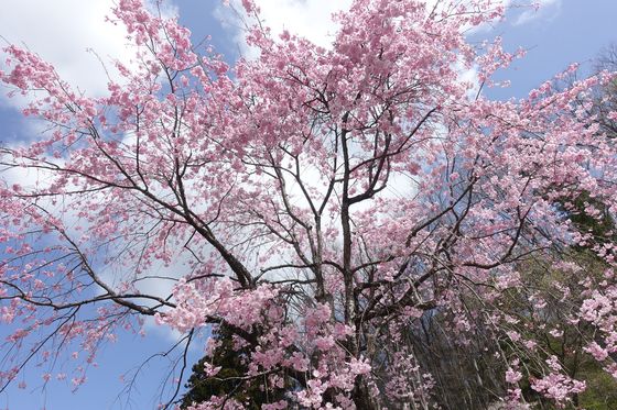 瀧水寺 桜 見頃