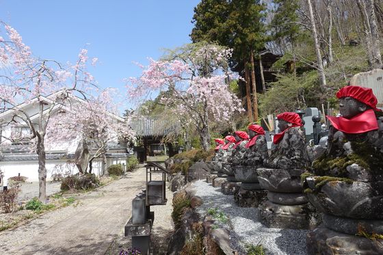 瀧水寺 桜
