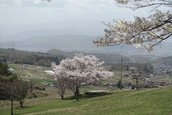 真田町 桜